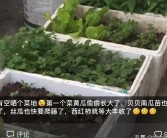 埃及柑橘種植技術_以色列屬于亞洲還是歐洲