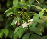 脆蜜金桔盆栽種植技術(shù)管理（脆蜜金桔盆栽種植技術(shù)管理與管理）