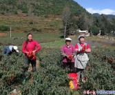 黃美人柑橘種植氣候_適合深圳一年四季種的花