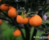 沃柑與愛媛哪個(gè)品種好點(diǎn)呢視頻_成都三月份橘子酸嗎