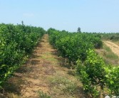 重慶云陽(yáng)柑橘種植技術(shù)_柑橘樹的最佳行距和株距