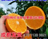 包含愛媛153號(hào)柑橘品種介紹的詞條