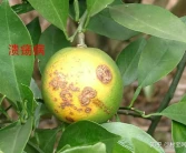 這樣種植柑橘加快豐產(chǎn)提升品質(zhì)│柑橘種植技術