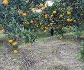 柑橘種植技術(shù)銷路_柑橘雜種荔枝樹(shù)可以嗎