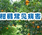 柑橘種植技術(shù)貼：全年12個(gè)月清園-修剪-施肥-病蟲防治技術(shù)一本通