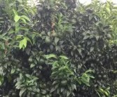 柑橘種植養(yǎng)護(hù)管理技術(shù)_種植柑橘土壤什么酸堿度最好