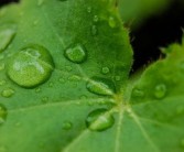 柑橘花芽分化技術(shù)視頻（柑橘花芽分化的條件）