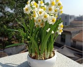 橘子樹花苞圖片_如何讓橘子樹開(kāi)花結(jié)果