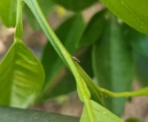 柑橘庭院種植技術(shù)視頻教學(xué)_你在男廁遇到過(guò)哪些尷尬事