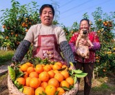 柑橘病蟲(chóng)害防治最好的農(nóng)藥_最適合果園的除草劑是什么