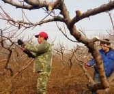 愛媛柑橘怎么修剪好看視頻_哪一款修剪短視頻應(yīng)用能自動免費生成字幕