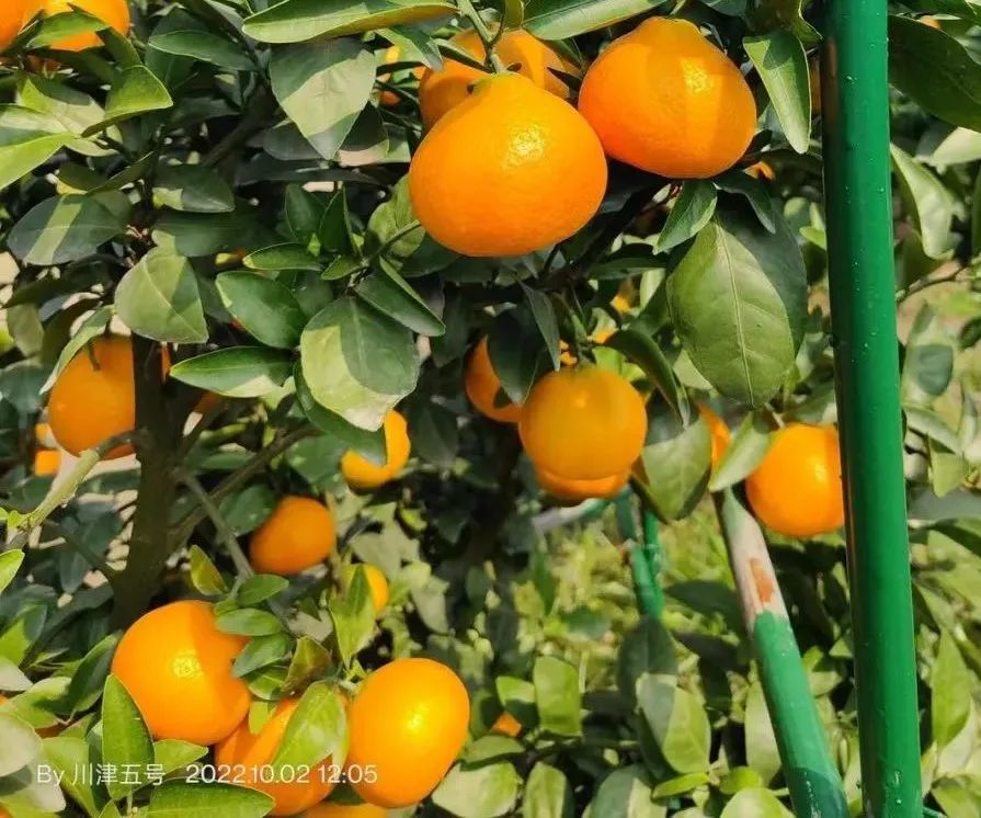 沃柑花芽怎么管理（沃柑花芽怎么管理視頻）