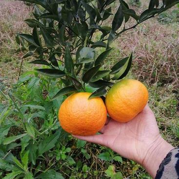 甘平柑橘種植方法管理技術(shù)（甘平柑橘種植方法管理技術(shù)要點(diǎn)）