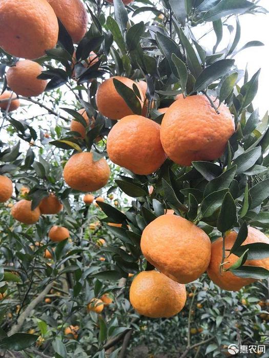 柑橘園種植管理技術_金秋沙糖橘架接出芽怎么管理