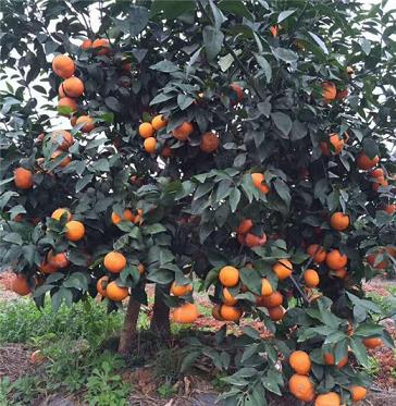 橘子樹苗種植技術(shù)視頻（橘子樹苗如何種植視頻）