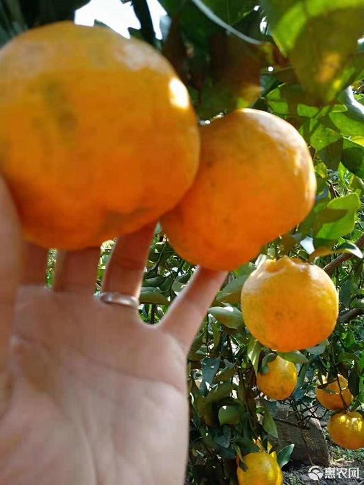 柑橘園栽植得太密了，能不能通過(guò)修剪來(lái)進(jìn)行改造？要逐步修剪才行