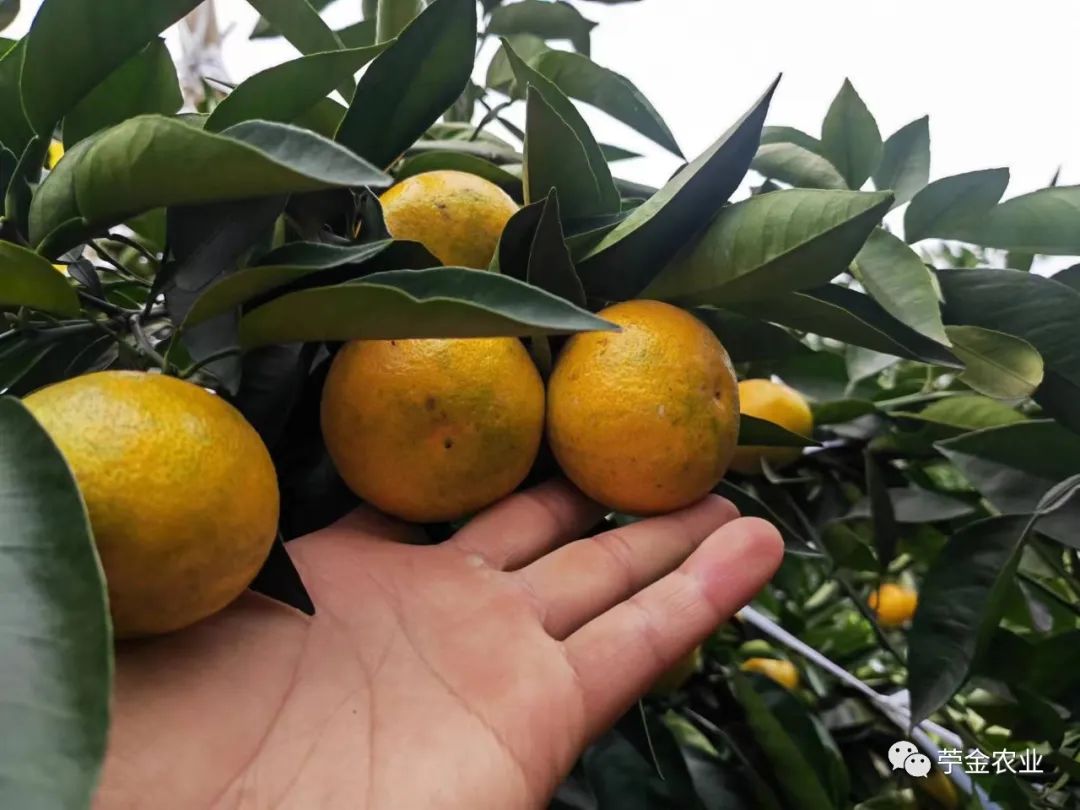 沃柑大棚種植技術(shù)（沃柑大棚種植技術(shù)視頻）