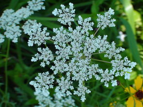 柑橘樹(shù)旺不開(kāi)花怎么辦（柑橘樹(shù)旺不開(kāi)花怎么辦視頻）