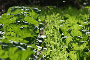 柑橘類樹苗種植方法技術(shù)（柑橘苗栽培技術(shù)）