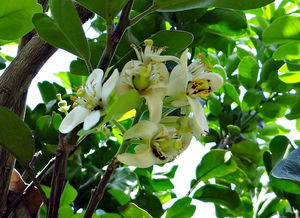 柑橘樹種植管理技術(shù)要點總結(jié)（柑橘樹種植管理技術(shù)要點總結(jié)怎么寫）