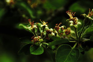 除草劑柑橘苗藥害（柑橘園除草可以用除草劑嗎）