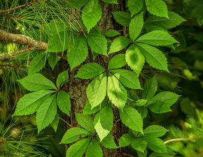 柑橘膨果期沙皮?。ǜ涕偕捌げ〉陌l(fā)生規(guī)律和防治方法）