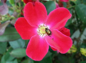 沙糖桔幾月開(kāi)花（沙糖桔怎么種）