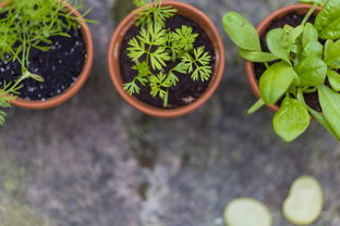 夏季成熟柑橘新品種晚熟8號種植技術要點包括（夏季成熟柑橘新品種晚熟8號種植技術要點包括）