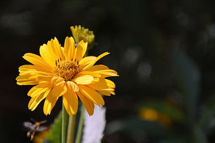 沃柑幾月開花幾月結(jié)果呢視頻（沃柑幾月摘不影響來年開花）