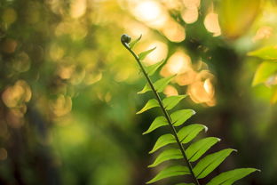 脆密金桔種植技術視頻講解（脆密金桔種植技術視頻講解教程）