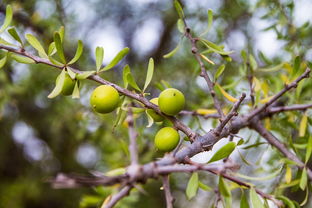 沃柑苗新種植方法技術(shù)（沃柑種植技術(shù)與管理視頻）