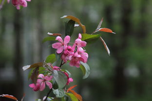 柑橘嫁接枝條選擇技術(shù)視頻（柑橘嫁接枝條選擇技術(shù)視頻教學）