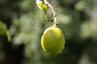 柑橘三年樹夏剪技術(shù)視頻（最好柑橘樹剪枝方法視頻）