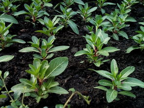 沃柑樹苗廣西能種植嗎視頻（廣西沃柑種植技術視頻）