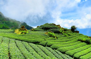 沃柑產(chǎn)地廣西哪個省市（廣西沃柑產(chǎn)地落地價格）