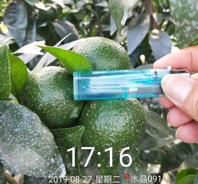 奔象柑橘新品種_為什么107火箭炮被稱為游擊神器