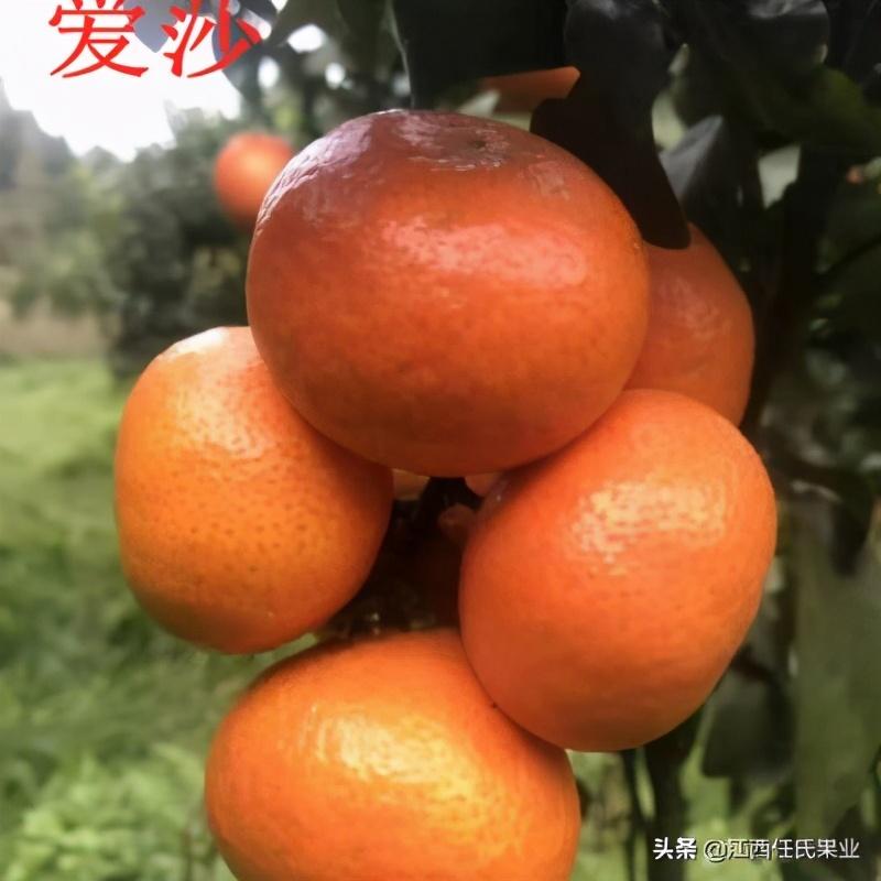 早熟雜柑新品種介紹_由良蜜桔跟日南一號(hào)比照