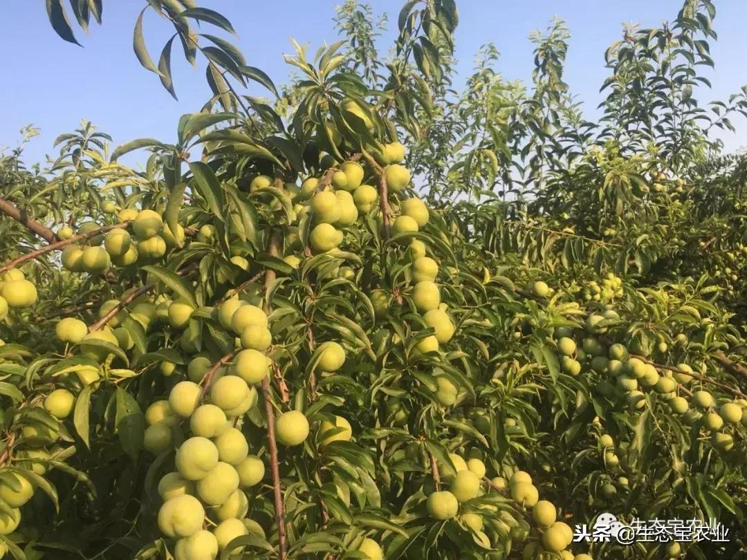 重慶春見耙耙柑_春見和耙耙柑哪個(gè)好吃