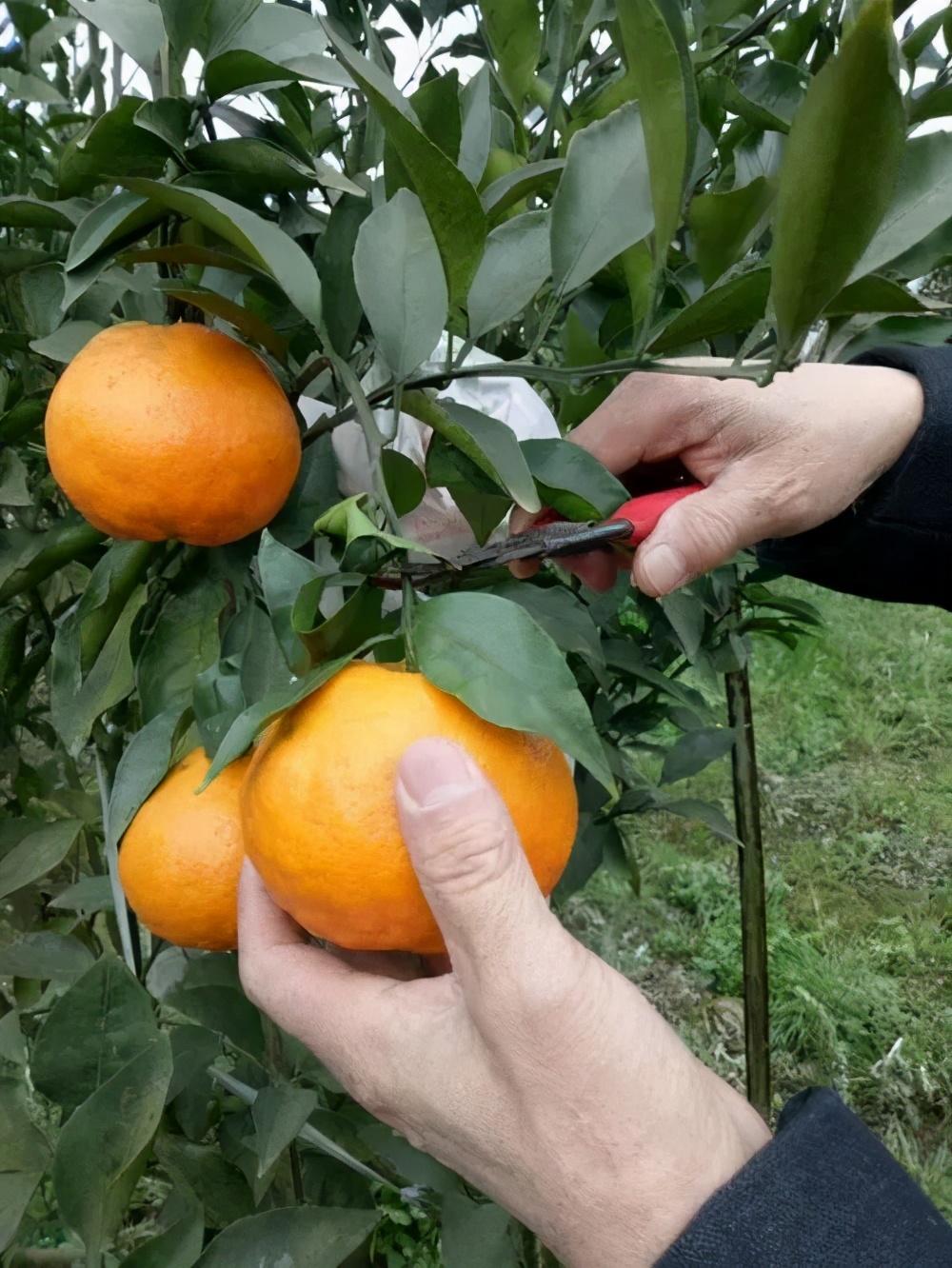 柑橘春見種植手藝_耙耙柑什么時候吃更好