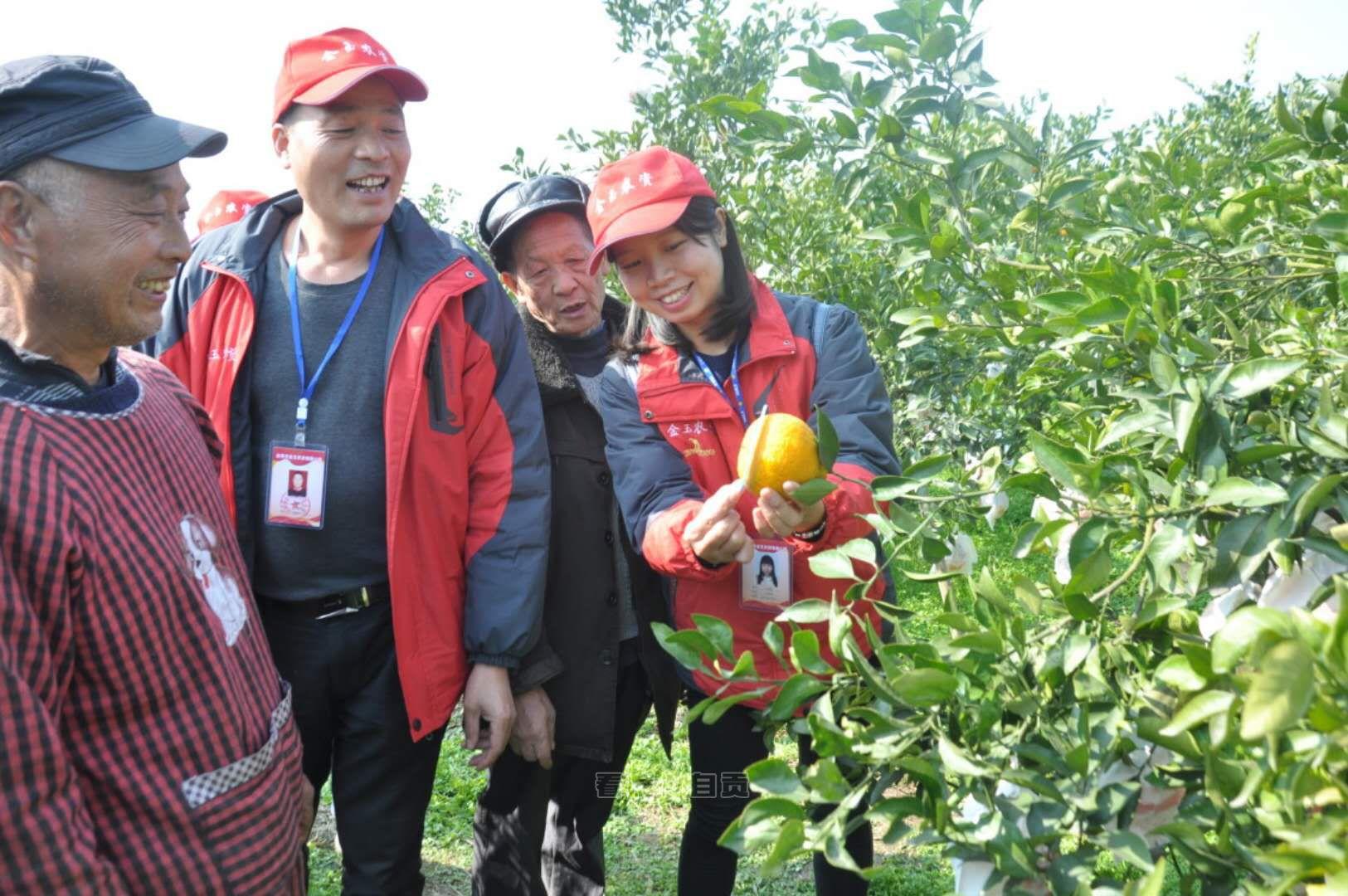 柑橘新品種不雅摩培訓(xùn)會(huì)新聞_有哪些能夠進(jìn)步生活品量的小物件