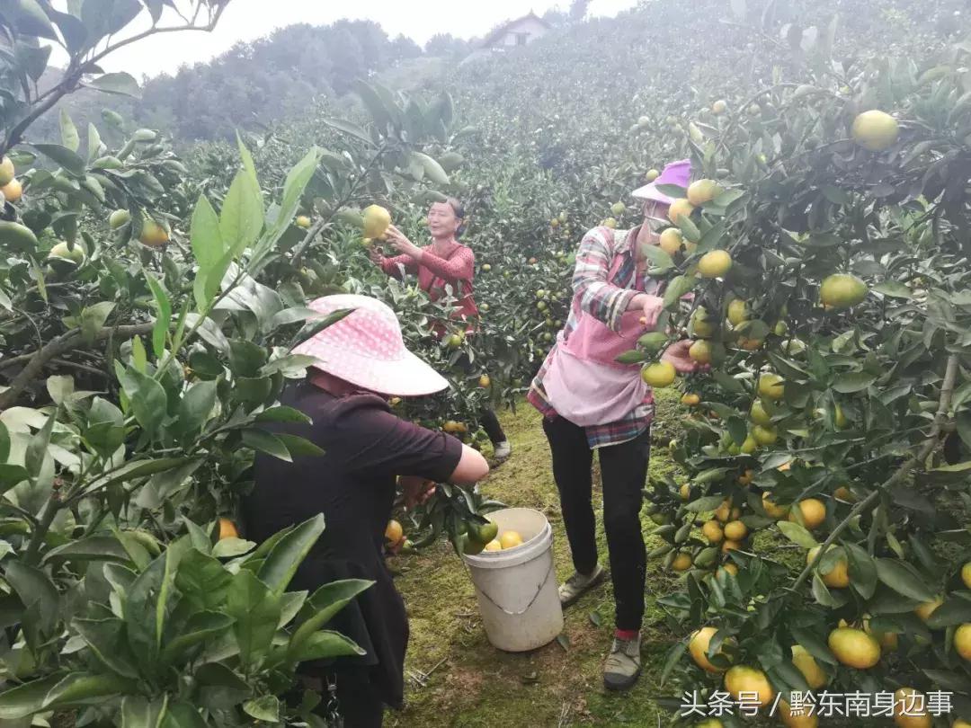 貴陽(yáng)新品種柑橘樹(shù)苗價(jià)格_沃柑樹(shù)在北方能種嗎