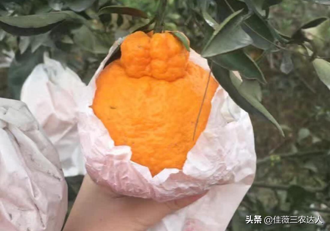 柑橘新品種最耐寒_金豆能夠嫁接在橘子樹(shù)上嗎