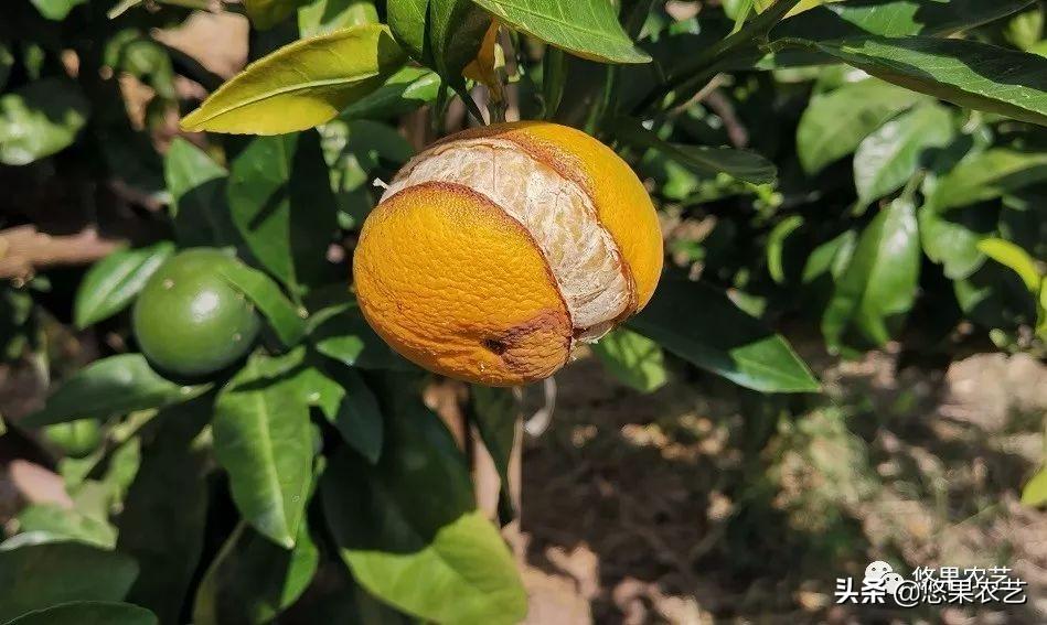 柑橘好種植新品種不開(kāi)裂的_柑橘花芽分化的形態(tài)是什么樣子的