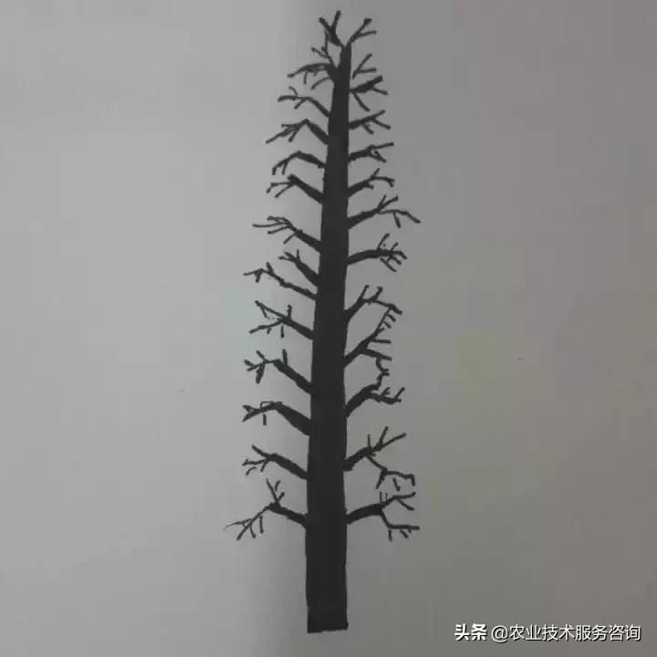 柑橘新品種矮化特點_三紅蜜柚結出的果皮不紅是什么原因