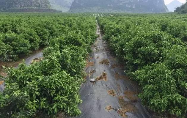 雜柑品種大要有哪些_柑桔樹(shù)耐寒排名