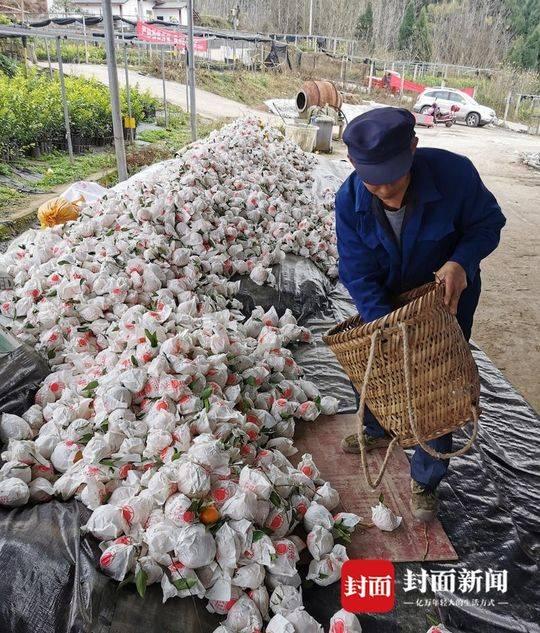 春見柑橘能夠冷藏嗎冬天怎么保留呢_河南合適種哪種橘子樹